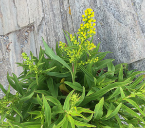 Solidago sempervirens (seaside goldenrod, salt-marsh goldenrod)