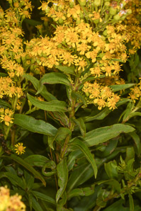 Solidago sempervirens (seaside goldenrod, salt-marsh goldenrod)