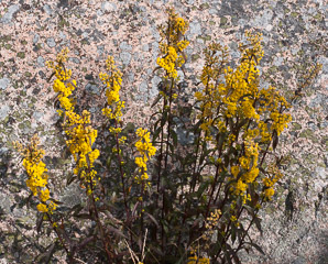 Solidago squarrosa (stout goldenrod)