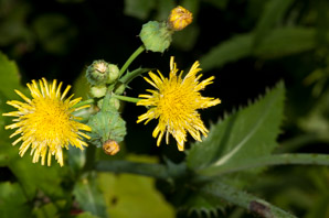 Sonchus asper (spiny-leaved sow-thistle, spiny sowthistle, prickly sowthistle, spiny-leaved sow thistle, rough sow-thistle, rough milk thistle)