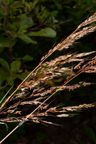 Sorghastrum nutans (Indian grass, indiangrass)