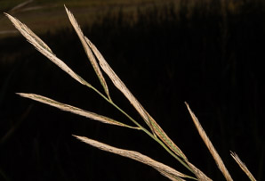 Spartina pectinata (prairie cordgrass)
