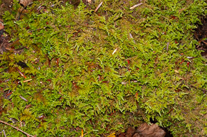 Sphagnum L. (sphagnum moss, sphagnum)