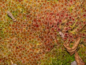 Sphagnum magellanicum (Magellanic bogmoss, Magellan’s sphagnum)