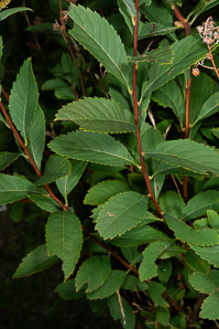 Spiraea alba (meadowsweet, white meadowsweet)