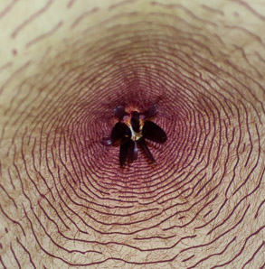 Stapelia gigantea (carrion flower, Zulu giant)