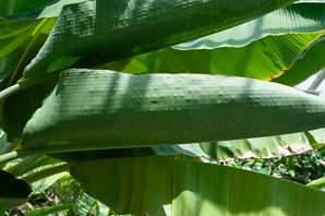 Strelitzia nicolai (giant bird of paradise, bird-of-paradise -tree, bird-of-paradise-tree)