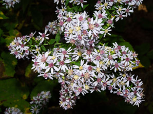 Symphyotrichum cordifolium (heart-leaved aster, broad-leaved aster, common blue wood aster)