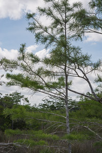 Taxodium ascendens (pond cypress, pondcypress)