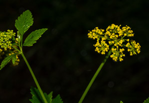 Thaspium barbinode (hairy-joint meadow-parsnip, meadow parsnip)