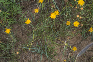 Thelesperma megapotamicum (Navajo tea, rayless greenthread, Hopi tea greenthread)