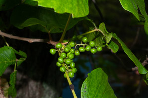 Toxicodendron radicans (poison ivy, Eastern poison ivy)