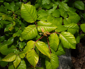 Toxicodendron radicans (poison ivy, Eastern poison ivy)
