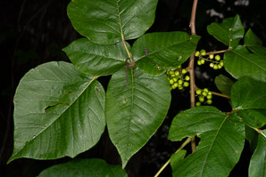 Toxicodendron radicans (poison ivy, Eastern poison ivy)