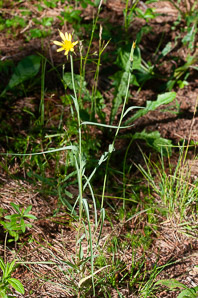 Tragopogon L. (goatsbeard)