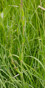 Tragopogon pratensis (meadow salsify, jack-go-to-bed-at-noon, showy goat’s-beard, meadow goat’s-beard, meadow goat’s beard)
