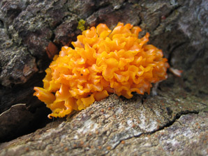 Tremella aurantia (witch’s butter)