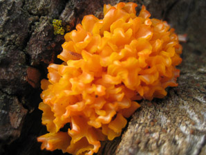 Tremella aurantia (witch’s butter)