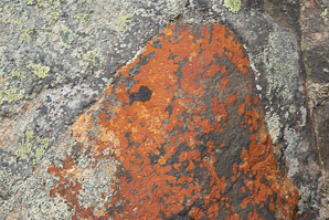 Tremolecia atrata (rusty rock lichen, disc lichen)