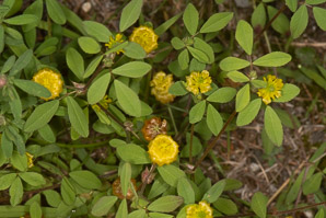 Trifolium campestre (low hop clover, hop trefoil, field clover)