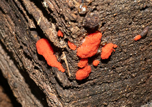 Tubifera ferruginosa (raspberry slime mold, red raspberry slime mold)