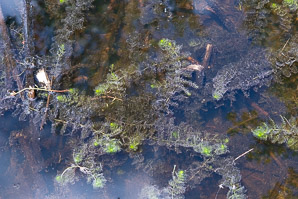 Utricularia L. (bladderwort)