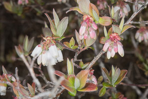 Vaccinium fuscatum (black highbush blueberry)