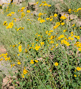 Verbesina encelioides (golden crownbeard)