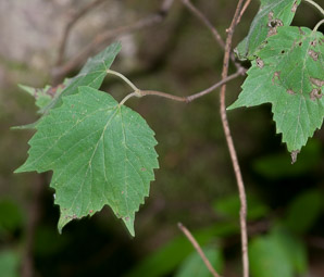 Viburnum acerifolium (maple-leaf viburnum, arrow-wood, maple-leaf arrowwood, maple-leaved viburnum, maple-leaf arrow-wood, mapleleaf viburnum)