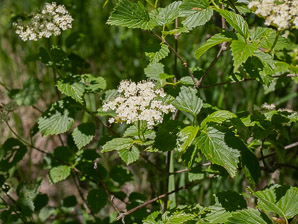 Viburnum dentatum (arrowwood, southern arrowwood)