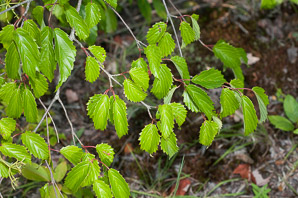 Viburnum dentatum (arrowwood, southern arrowwood)