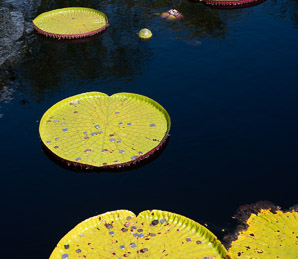 Victoria amazonica (giant water lily, Amazon water-lily)