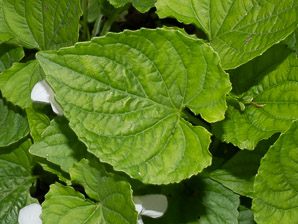 Viola blanda (sweet white violet, woodland-white violet)