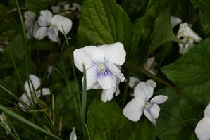 Viola blanda (sweet white violet, woodland-white violet)
