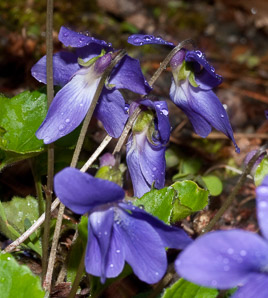 Viola sororia (common blue violet, woolly blue violet, common wood violet, broad-leaved wood violet)