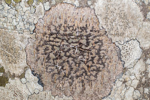 Viridothelium virens