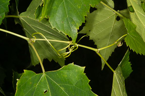 Vitis riparia (riverbank grape)