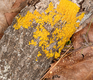 Xanthoria parietina (common orange lichen, yellow scale, maritime sunburst lichen, shore lichen, orange wall lichen)