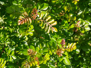 Zanthoxylum fagara (wild lime prickly ash, wild lime, lime pricklyash)