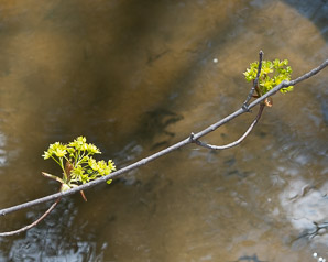 Acer platanoides (Norway maple)