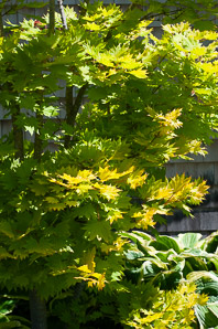 Acer shirasawanum (golden full moon maple, Aureum golden full moon maple)