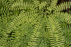 Adiantum pedatum (northern maidenhair fern, northern maidenhair)