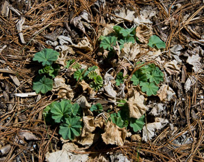 Alchemilla mollis (lady’s mantle, lady’s-mantle)