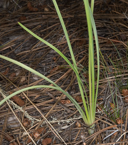 Allium cernuum (nodding onion)