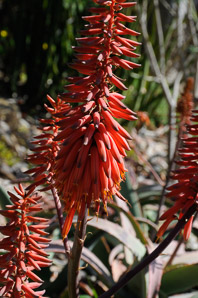 Aloe L. (aloe)