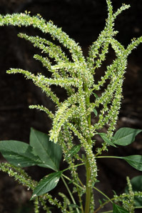 Amaranthus palmeri (carelessweed, Palmer’s pigweed, dioecious amaranth, Palmer’s amaranth)