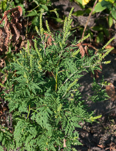 Ambrosia artemisiifolia (common ragweed, ragweed, bitterweed, annual ragweed, roman-wormwood, blackweed, carrot weed, hay fever weed, stammerwort, stickweed, tassel weed, American wormwood)