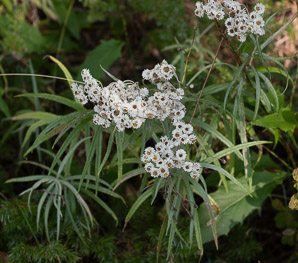 Anaphalis margaritacea (pearly everlasting, western pearly everlasting)