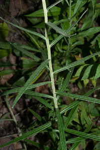 Anaphalis margaritacea (pearly everlasting, western pearly everlasting)