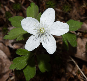 Anemone quinquefolia (wood anemone)